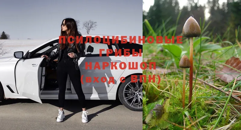 Псилоцибиновые грибы Psilocybe  купить закладку  Лобня 